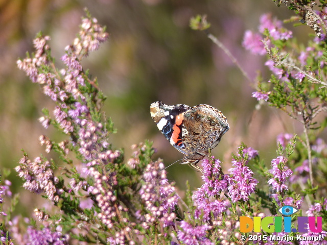 FZ020351 Red Admiral (Vanessa atalanta) on Heather (Calluna vulgaris)